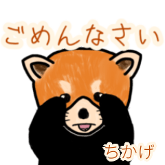 Chikage's lesser panda