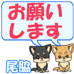 Owaki's letters Chihuahua2