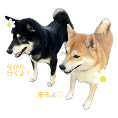 柴犬よりとすず①