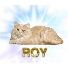 Roy the Siberian