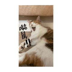 小咪嚕の生活