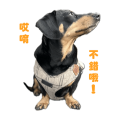 mini胖