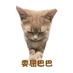 餅喵日常
