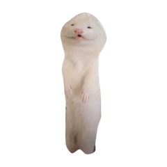 ferret__ individuality