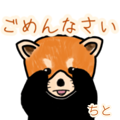 Chito's lesser panda