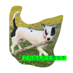 Roger_20240804170119