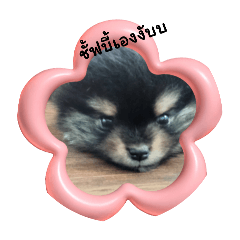 chubby_20240806014440