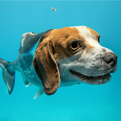 Cute dogface fish