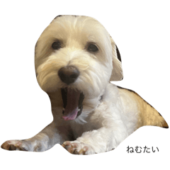 morihana_20240805221851