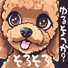 toy poodle cocolo