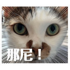 小咪醬の生活