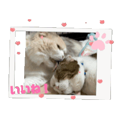 niko&koko_20240807075312