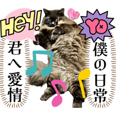 黒猫 ルナ院長156にゃんめ