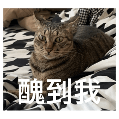 耳東陳家之貓