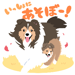 Loose and cute sheltie