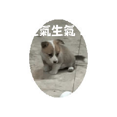 哆哆是一隻小狗