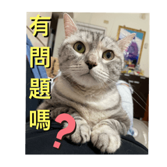 哈比妹妹陪你生活