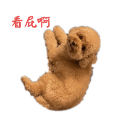 阿吉Ozzie