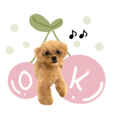ビビちゃんの日常♡