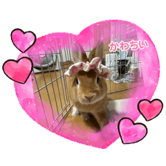 RABBIT_20240807184659