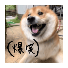 fuwa_20240808012836