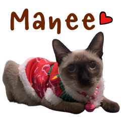 Manee The Cat.