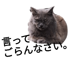 毛の長いねこ。