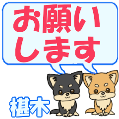 Sawaraki's letters Chihuahua2