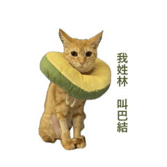 林巴結 baguette ll
