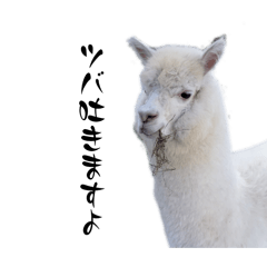 alpaca_20240808225955