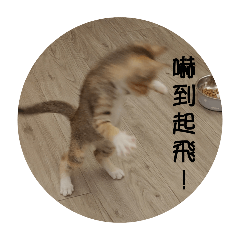 波尼尼!