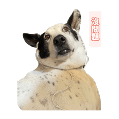 小八最愛你