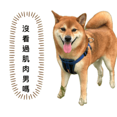 Shiba Inu.Steamed bun