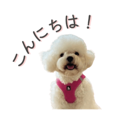 Lily Bichon Stickers