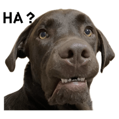 sakuchin_20240809185537