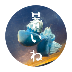 mayuyu_20240810125618