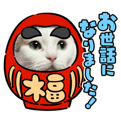 cat223_20240810232733