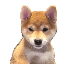 chango_20240811004111