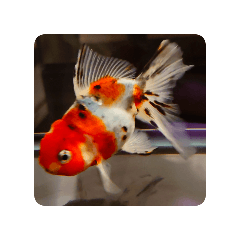 Goldfish20240810191313