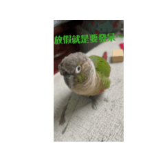 就愛鳥寶