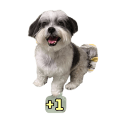 black&white Shih Tzu-daily life terms