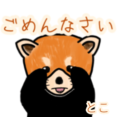 Toko's lesser panda