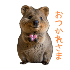 Happy Animal_Quokka Wallaby18