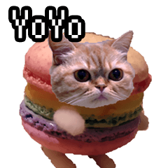 Cat meme [Macaron Cat]