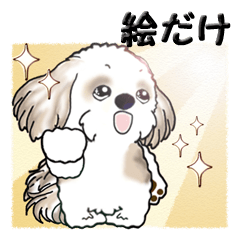 Shih Tzu dog (picture only)