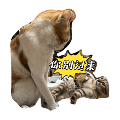 小貓開大會