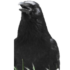 Crow without wording2-BIG