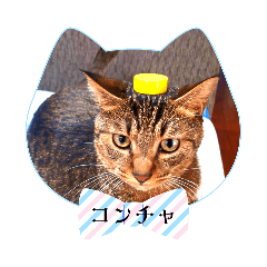 kikuchan_20240811195110