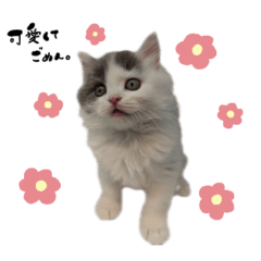 love cat weal