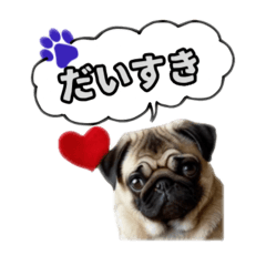 puglovelove_20240812082907